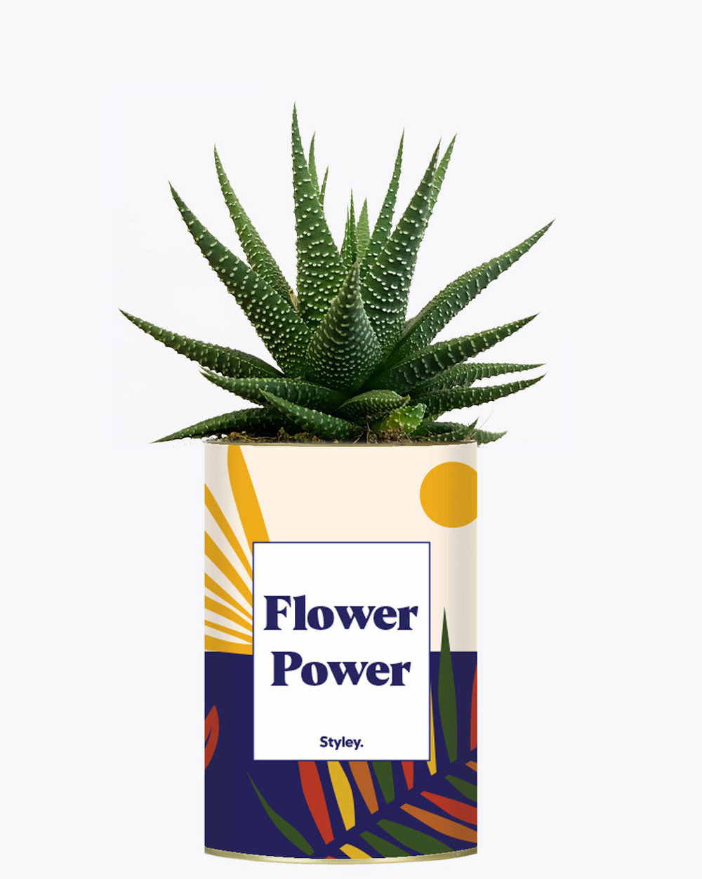 Plante personnalisée - flower power - cactus