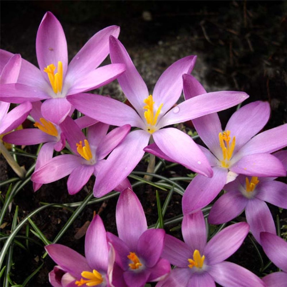 Crocus du paysan 'roseus' bulbe calibre 5+ (par 25)