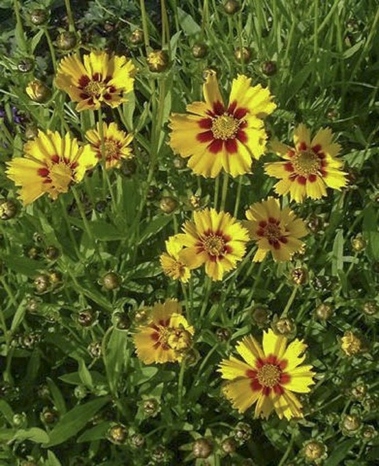 Oeil de jeune fille 'sonnenkind' godet de 8/9 cm