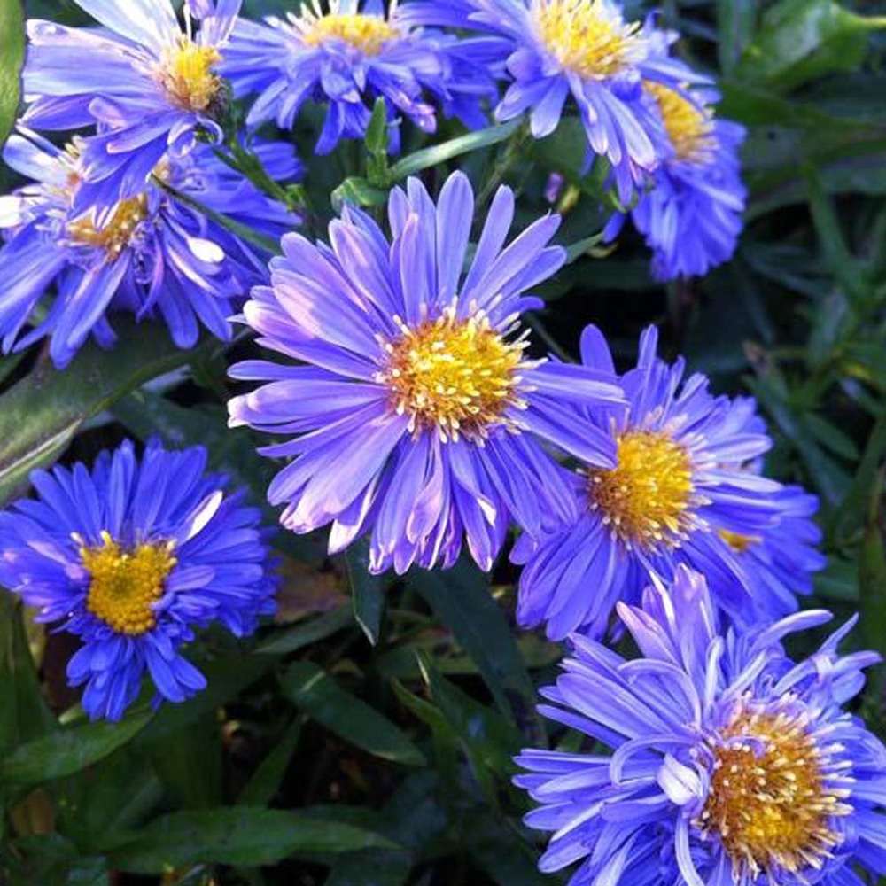 Aster grand d'automne 'marie ballard' godet de 8/9 cm