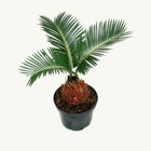 Cycas revoluta - - fougère palmiste japonaise avec tubercule - pot de 9cm