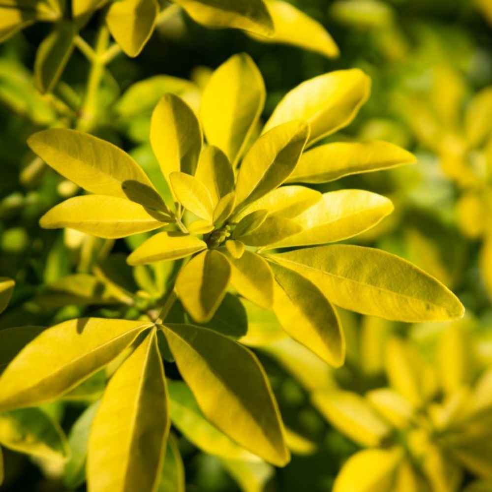 Oranger du mexique - choisya ternata goldfinger 40cm