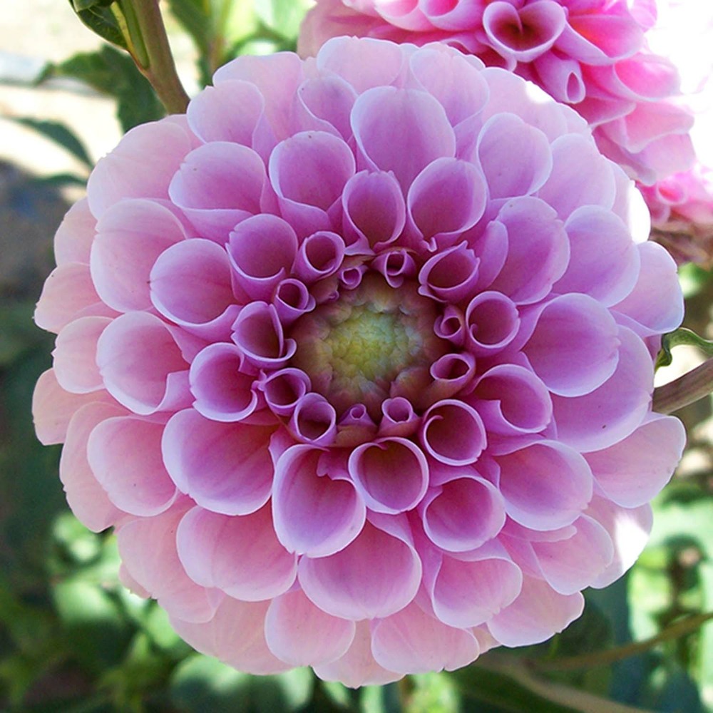 Dahlia gpe pompon 'stolze von berlin' bulbe calibre i