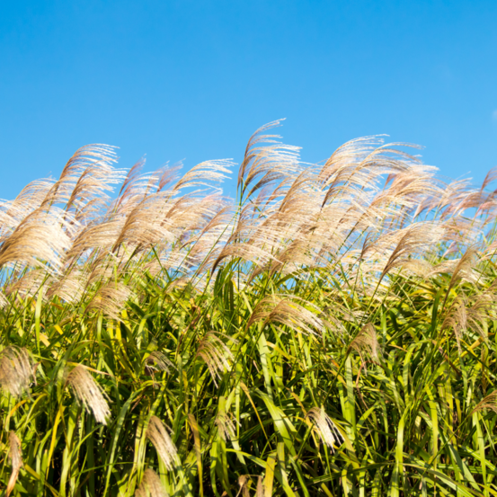 Roseau de chine gracillimus - miscanthus sinensis gracillimus 100 cm pot 3l