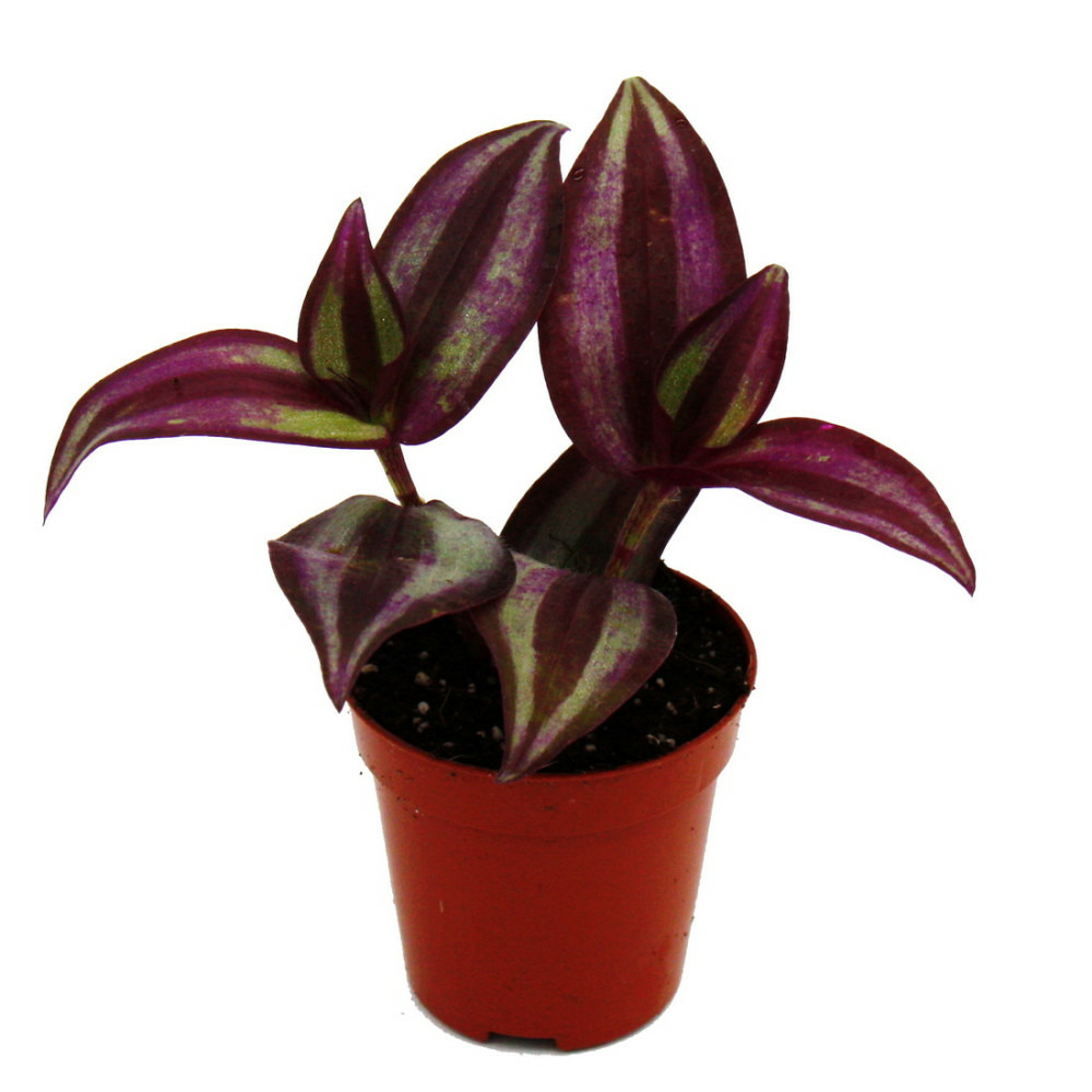 Mini plante - tradescantia purple - fleur à trois maîtres - idéal pour petits bols et bocaux - bébé plante en pot de 5,5cm