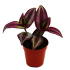 Mini plante - tradescantia purple - fleur à trois maîtres - idéal pour petits bols et bocaux - bébé plante en pot de 5,5cm