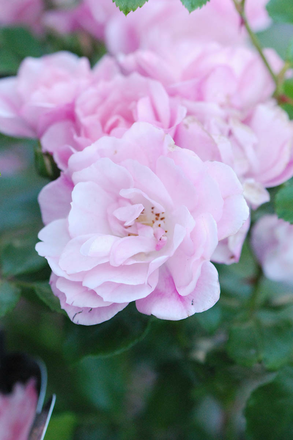 Rosier décorosiers ? 'mareva ?' - en pot de 5 litres