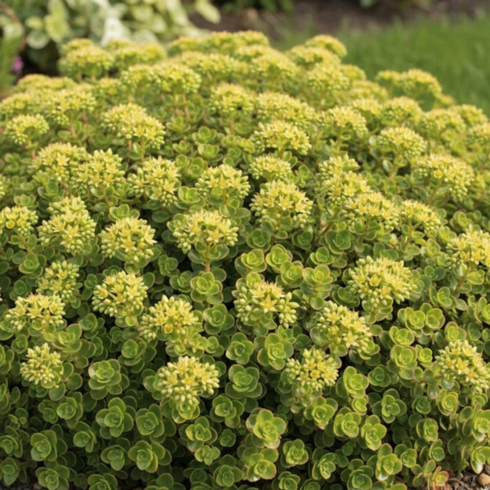 Orpin pourpre, sedum lot de 5 godets