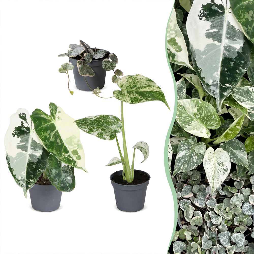 Baby variegata - alocasia, monstera et ceropegia panachés - lot de 3 - pot ø6 cm