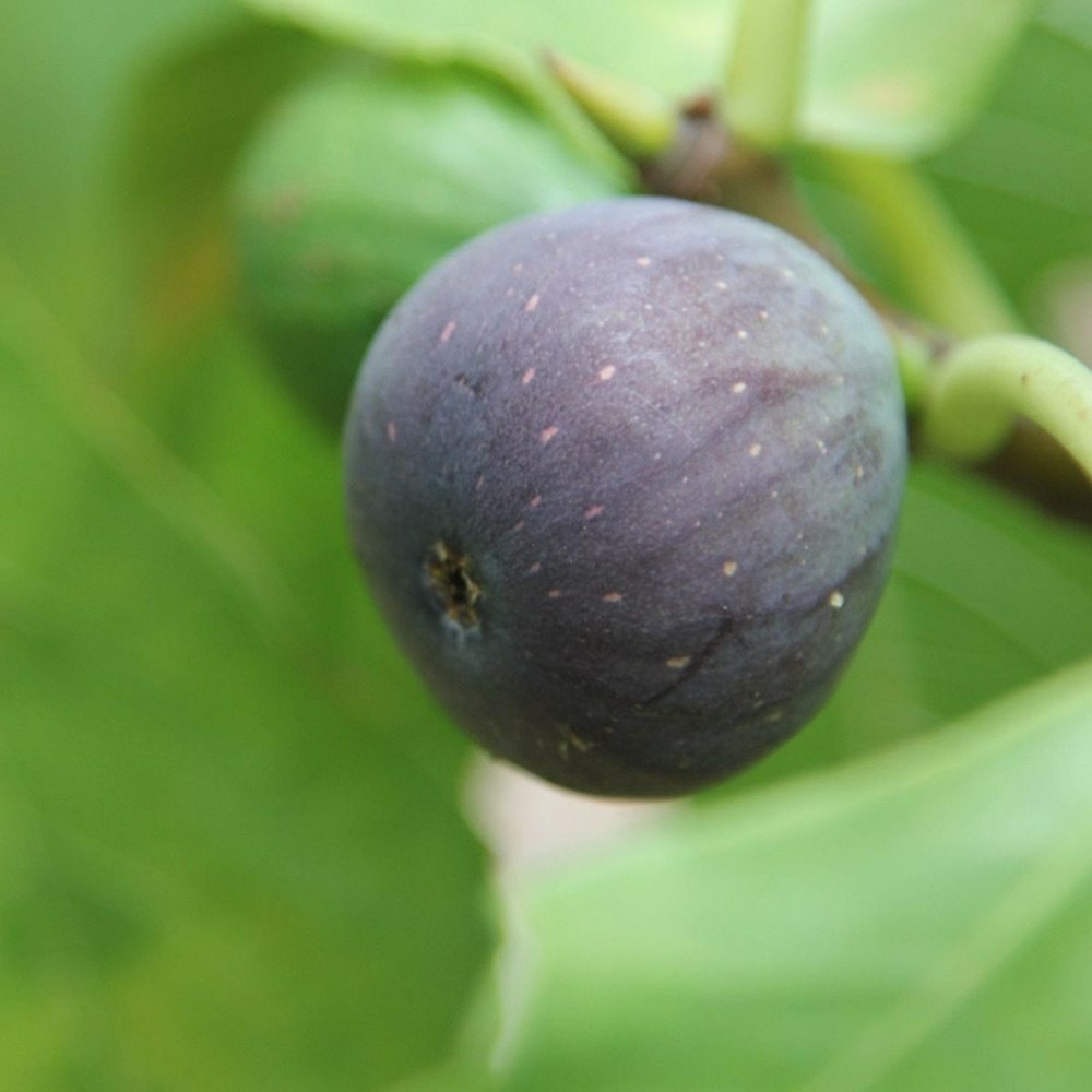 Figuier noir de caromb, ficus carica godet - 5/20 cm