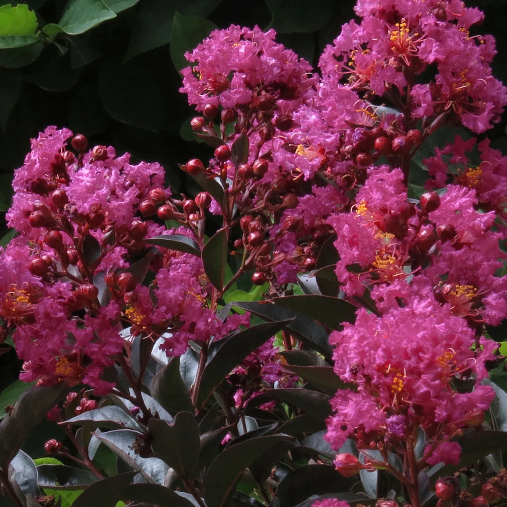 Lilas des indes enduring® pink 'piilag b2', lagerstroemia pot de 7,5l - 60/80 cm