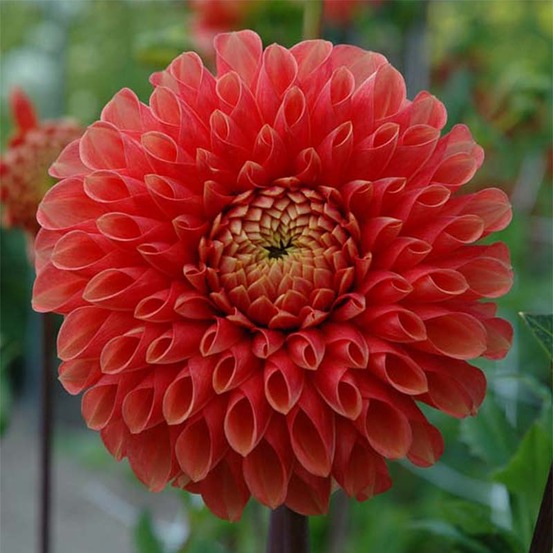Dahlia pompon 'jowey linda' bulbe calibre i