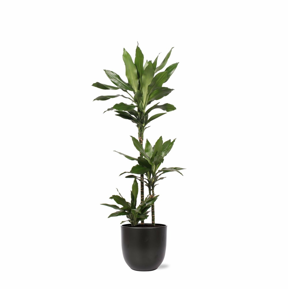 Dracaena janet lind et son pot noir - hauteur 24cm