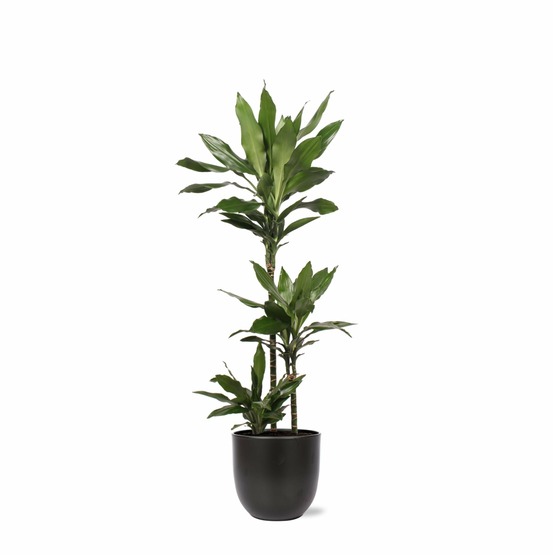 Dracaena janet lind et son pot noir - hauteur 24cm