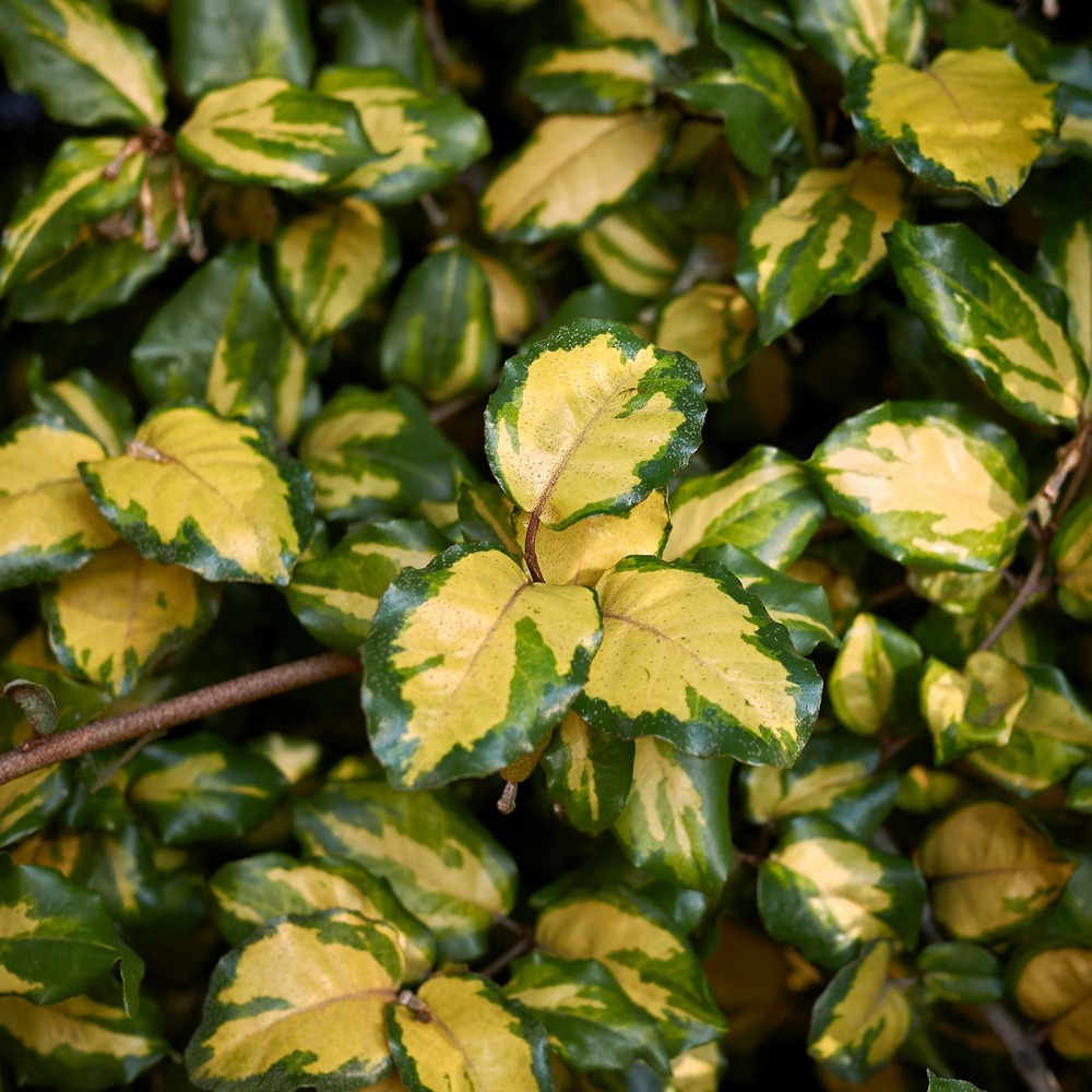 Eleagnus pungens maculata - le pot / 1.5l / hauteur livrée 30-40cm