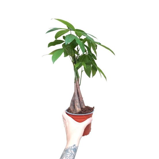 Pachira aquatica - tronc tressé d. 12cm h. 45cm - plante d'intérieur