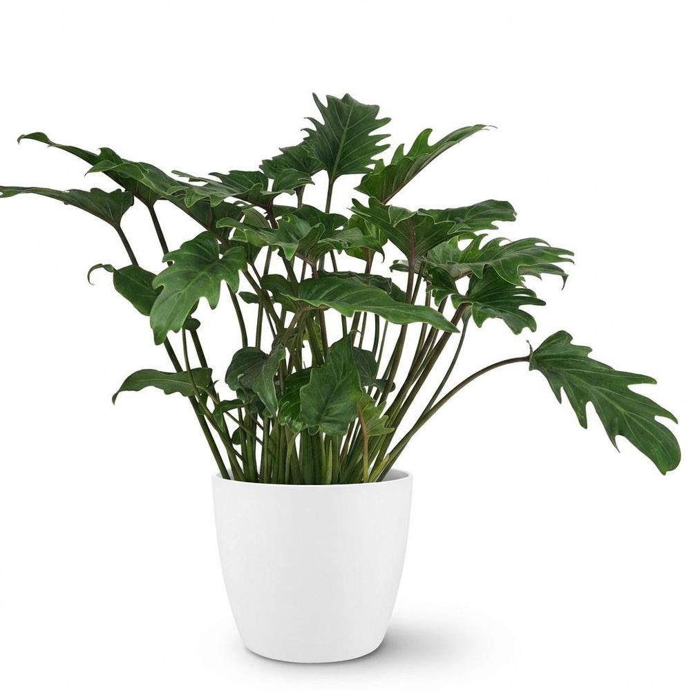 Philodendron xanadu - pot de 19cm - hauteur 60cm