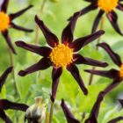 Dahlia 'verrone's obsidian' - lot de 3 - floraisons d'été - tubercules de dahlia - fleurs de jardin - violet