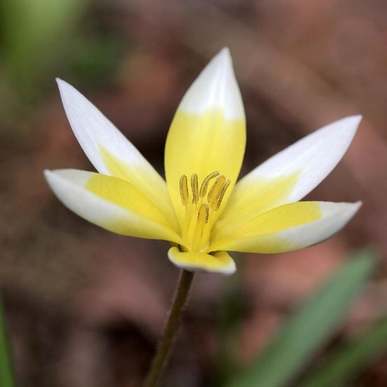 Tulipe botanique 'tarda' bulbe calibre 6+ (par 10)