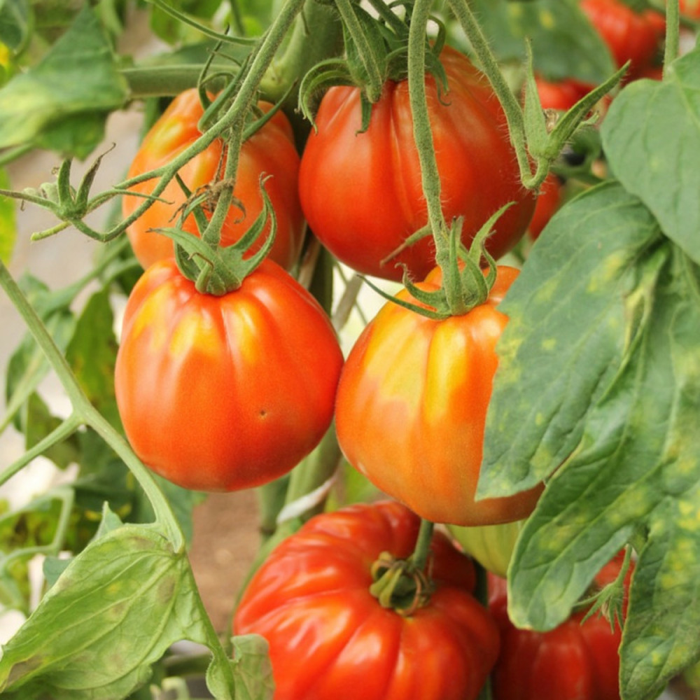 Graines de tomate corazon hf1 - vilmorin sachet