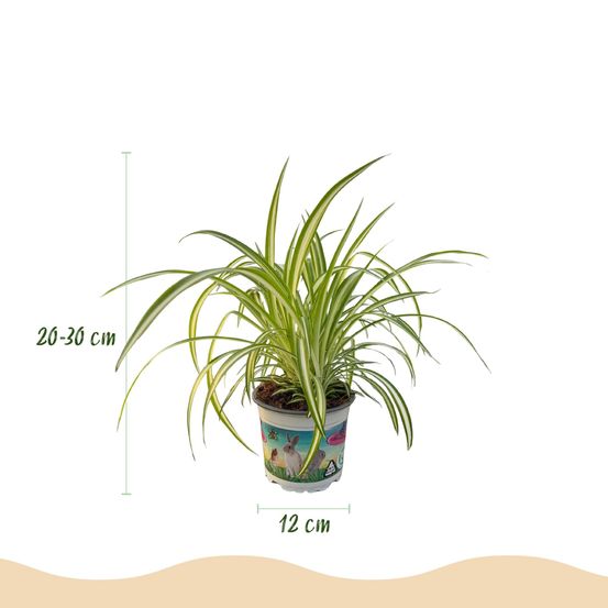 Lot de 3 - cyperus - plantes amies des animaux - h30 cm