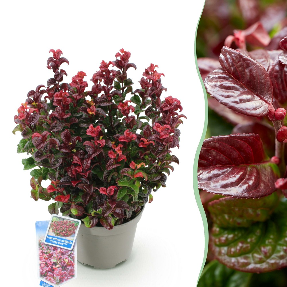 Leucothoe curly red – lot de 1 – pot 17 cm – hauteur 40 cm