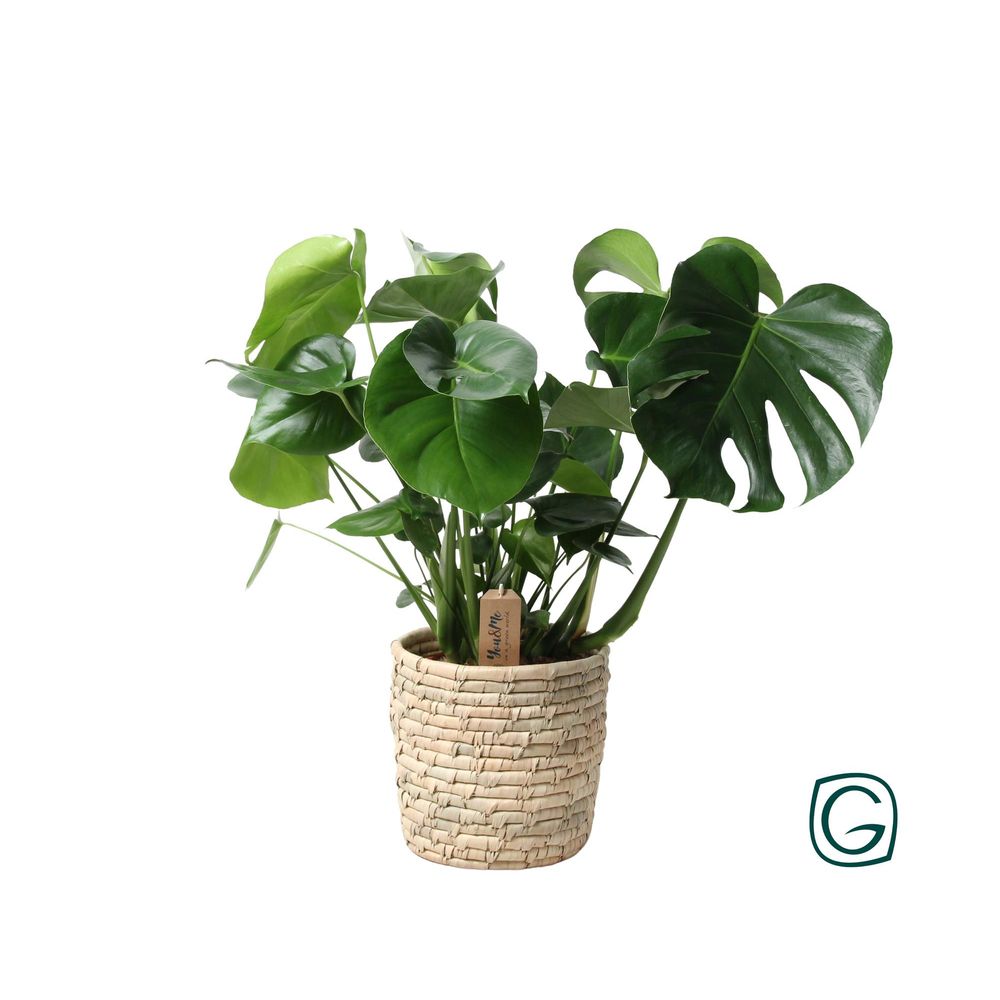 Monstera en panier feuille de palmier - ø21cm - ↕60cm - plantes d'intérieur