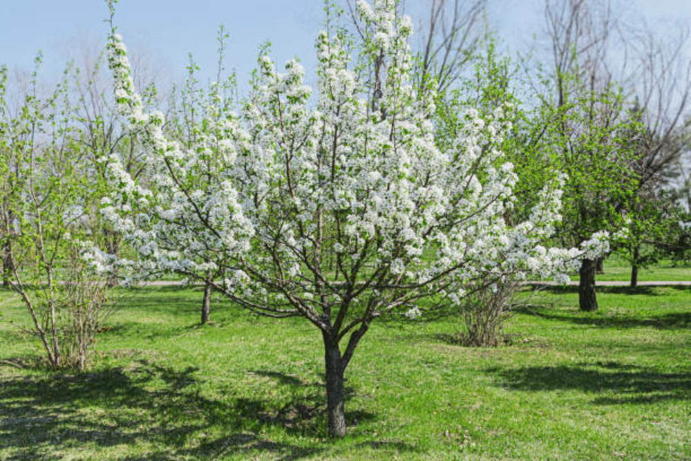 Cercis chinensis shirobana c15l baliveau 150/250 cm (hors pot)