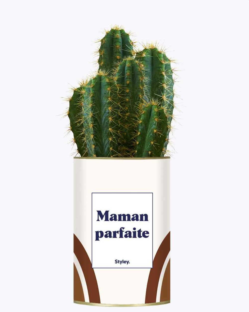 Plante à message - maman parfaite - cactus