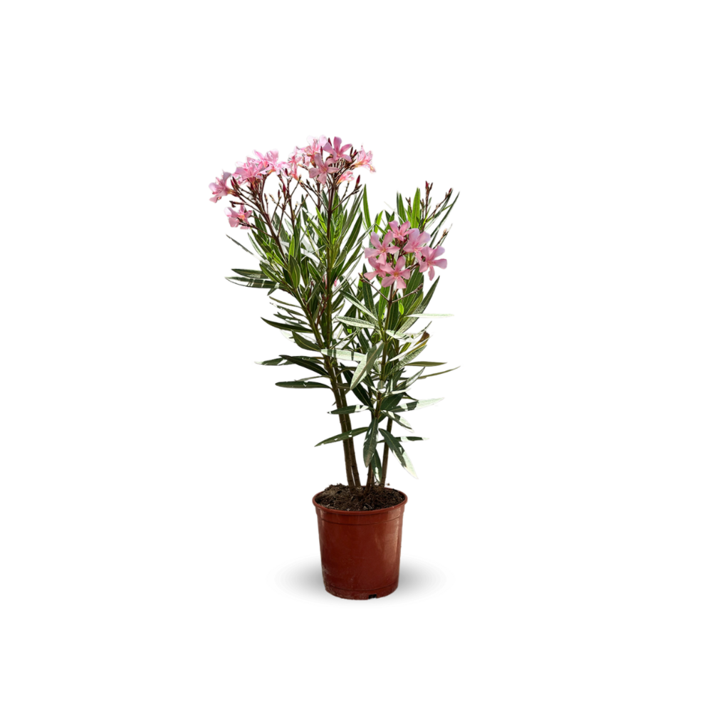 Laurier rose - nerium oleander - ↕ 50-60 cm - ⌀ 22 cm - plante d'extérieur - fleur rose