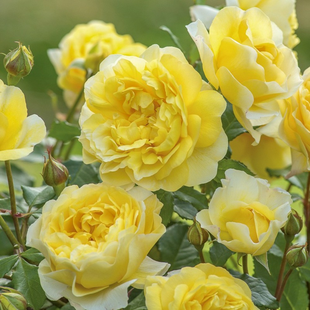 Rosier 'the poet's wife' pot de 4l/5l