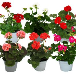 G raniums Debout Pelargonium Zonale Pot 12cm Set De 6 Plantes g-raniums-debout-pelargonium-zonale-pot-12cm-set-de-6-plantes