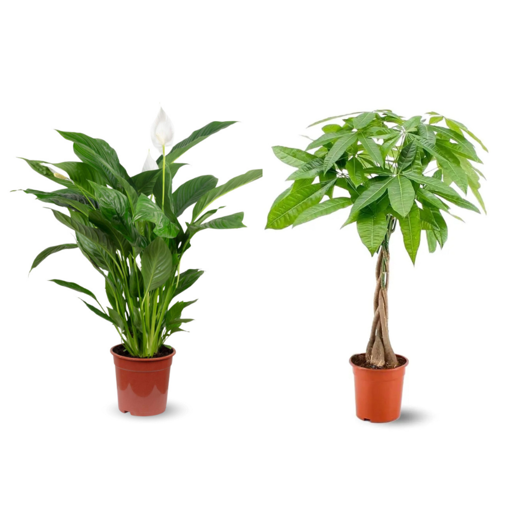 2x mélange de plantes d'intérieur - pachira aquatica - spathiphyllum - lot de 2 - ↕ 70-80 cm - ⌀ 17 cm - purificateur d'air