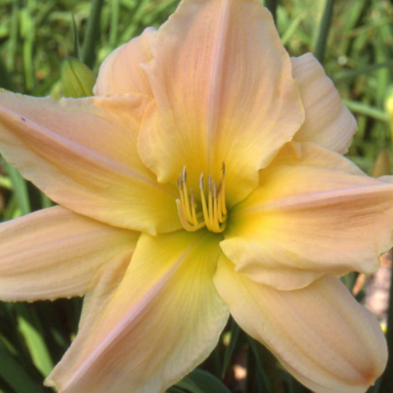 Hémérocalle dancing moonbeams godet - 5/20 cm