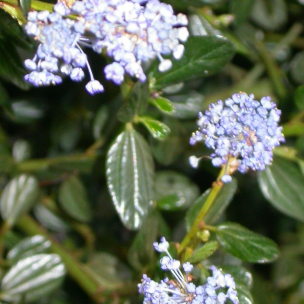 Céanothe, lilas de californie rampante pot de 3l - 20/40 cm