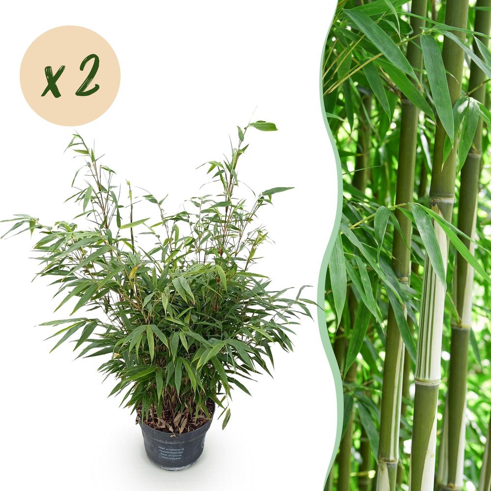 Bambou fargesia pingwu - lot de 2 - pot 23 cm - hauteur 80 cm
