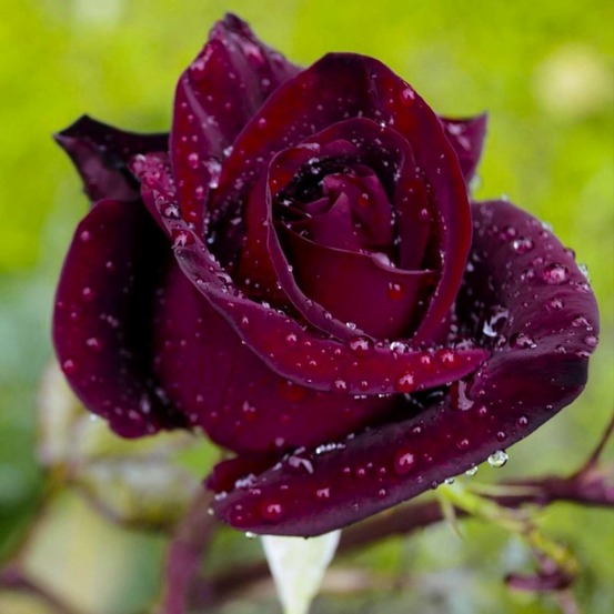 Rosier 'Black Baccara® Meidebenne'âŠ