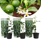 Citrus aurantifolia limette - citronnier - set de 3 - pot 9cm - hauteur 25-40cm - plante en bacs
