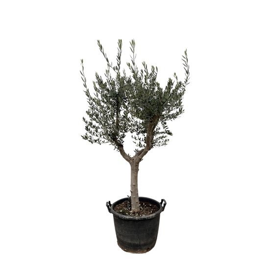 Olea europaea cultivo - 210cm- ø45