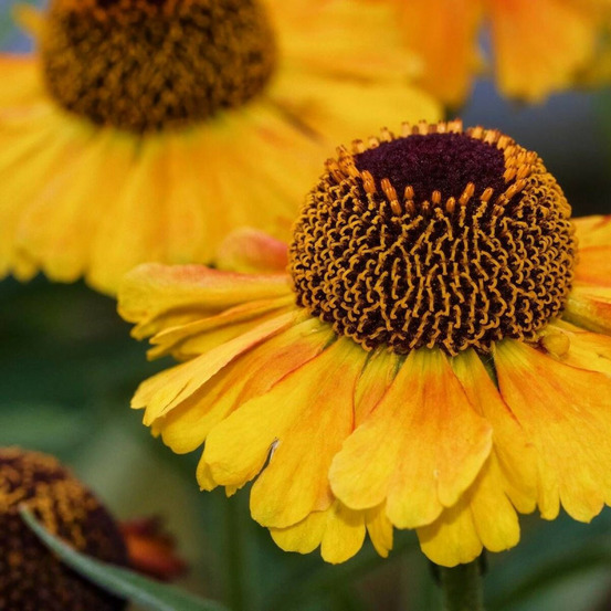 Hélénie wyndley, helenium lot de 9 godets