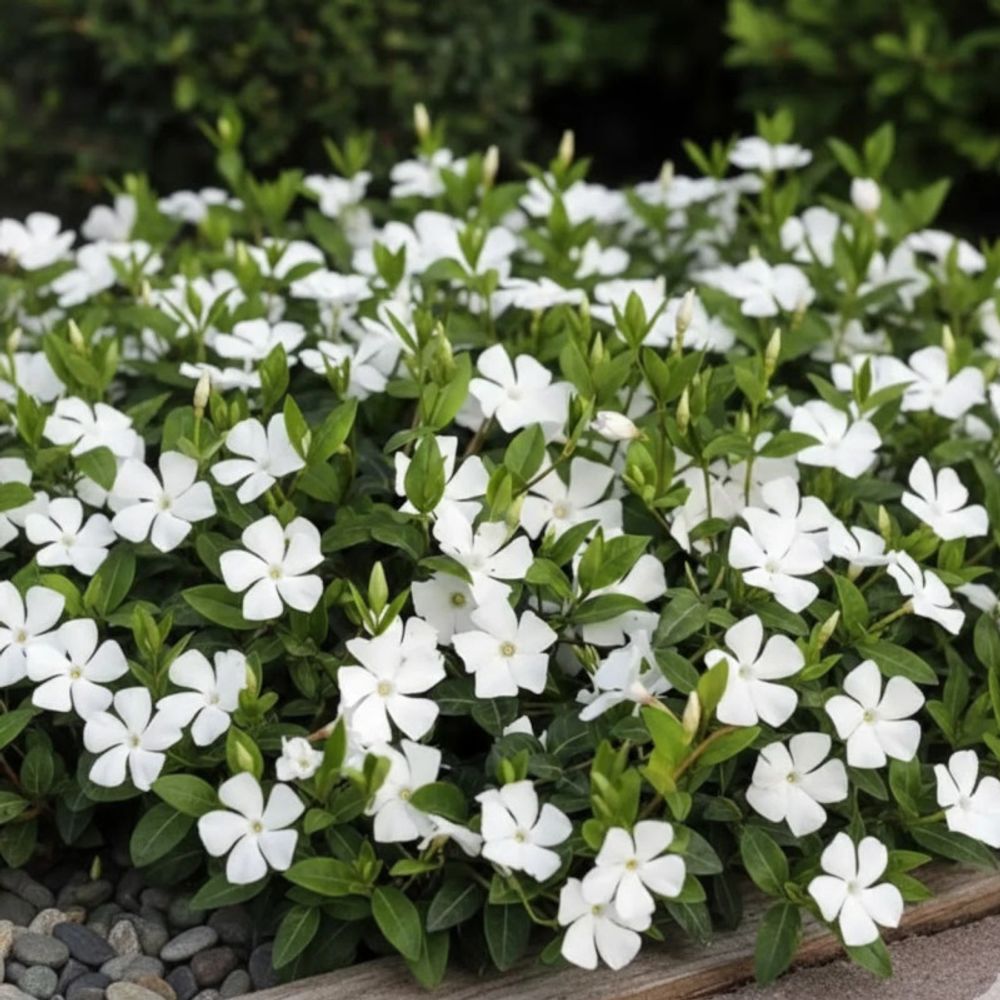 Pervenche blanche godet - 5/20 cm