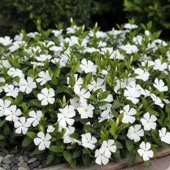 Pervenche blanche godet - 5/20 cm