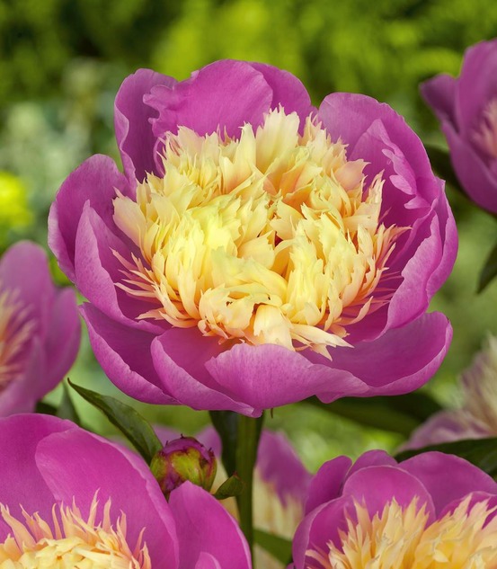 Pivoine bowl of beauty - 2 bulbes