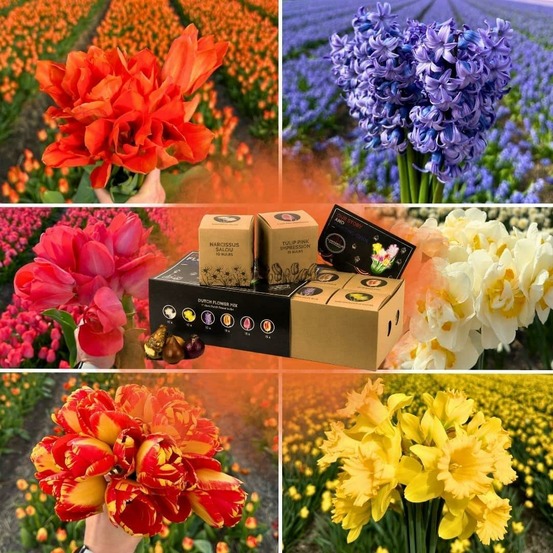 Mélange hollandais - 75 bulbes floraux 12+