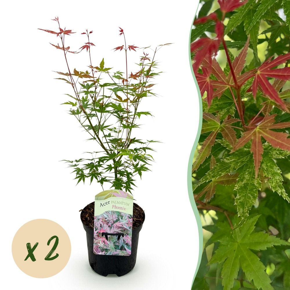 Érable du japon 'phoenix' - lot de 2 - pot 19 cm - hauteur 70 cm