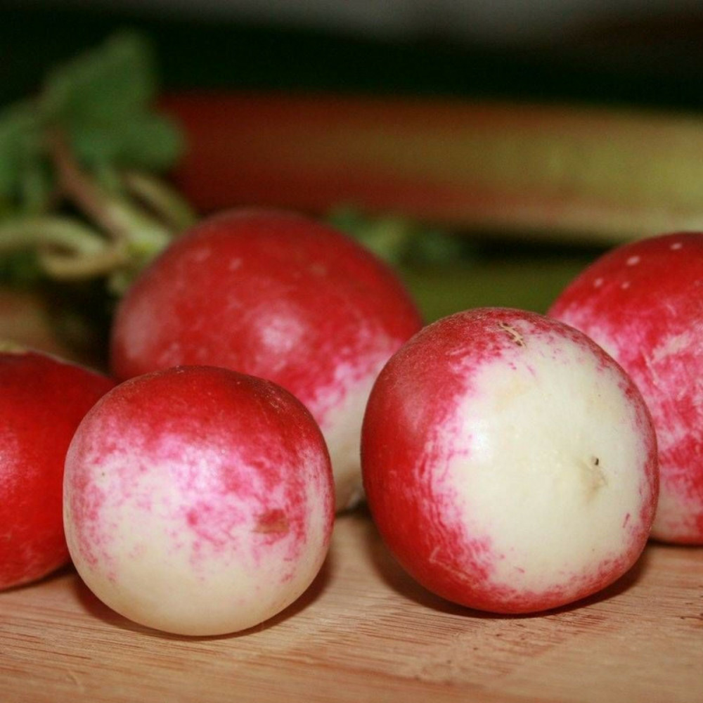 Graines de radis national 2 - sans traitement sachet