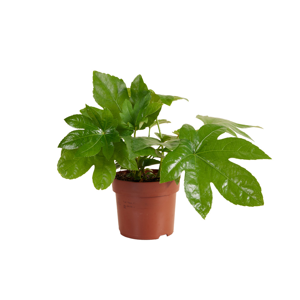 Fatsia japonica - plante à doigts - résistante au froid - 20-30 cm - pot 12 cm