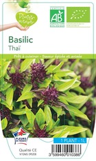 Basilic thaï plante ab pot 1l - plant d'aromatique du jardin