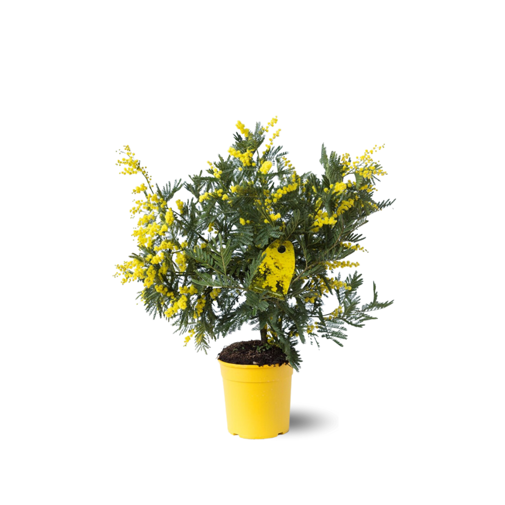Mimosa gaulois touffe - plante fleurie - ↕ 45-50 cm - ⌀ 19 cm - plante d'extérieur