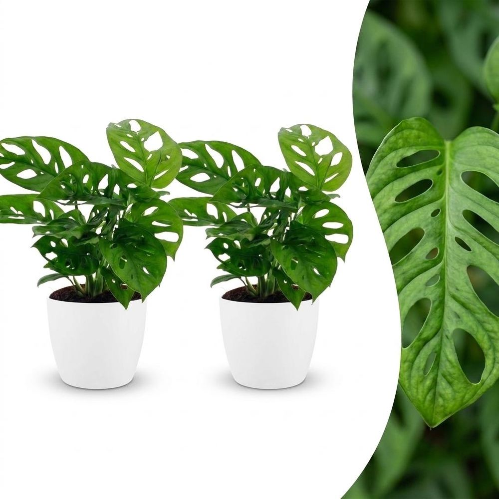 Monstera adansonii - avec pot blanc - lot de 2 - ø12cm - ↕25cm - plante d’intérieur
